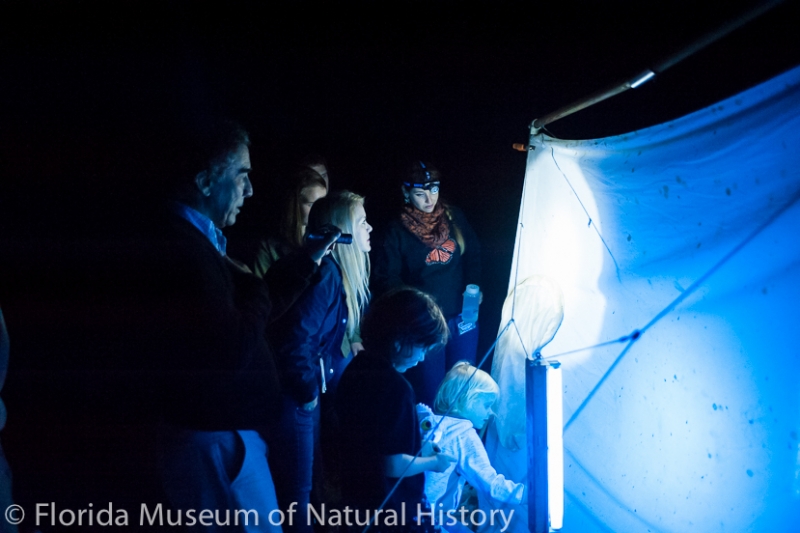 visitors catching moths on an illuminated sheet