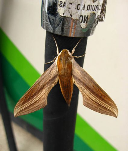 hawkmoth on gas pump