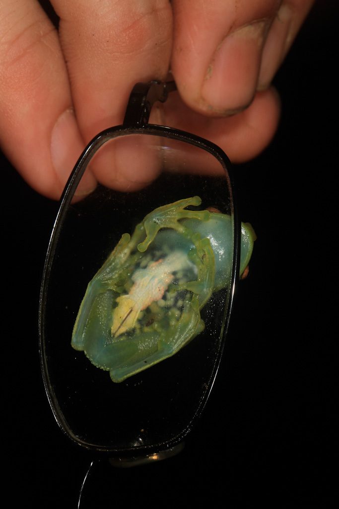 small transparent green frog viewed from underneath sitting on a pair of glasses