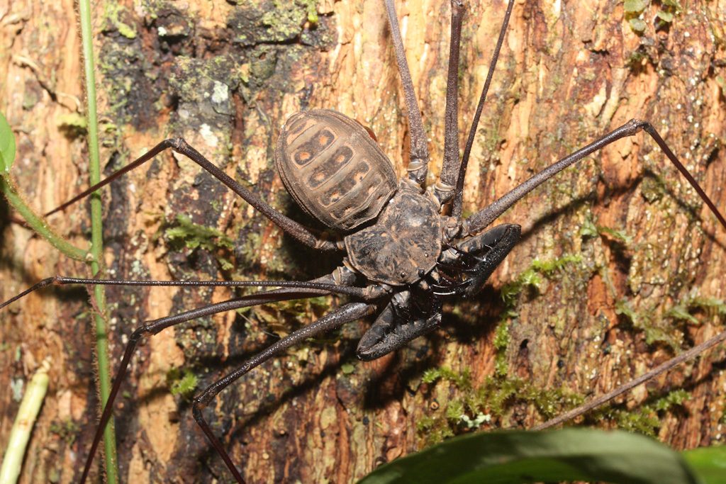 large brown whip spider
