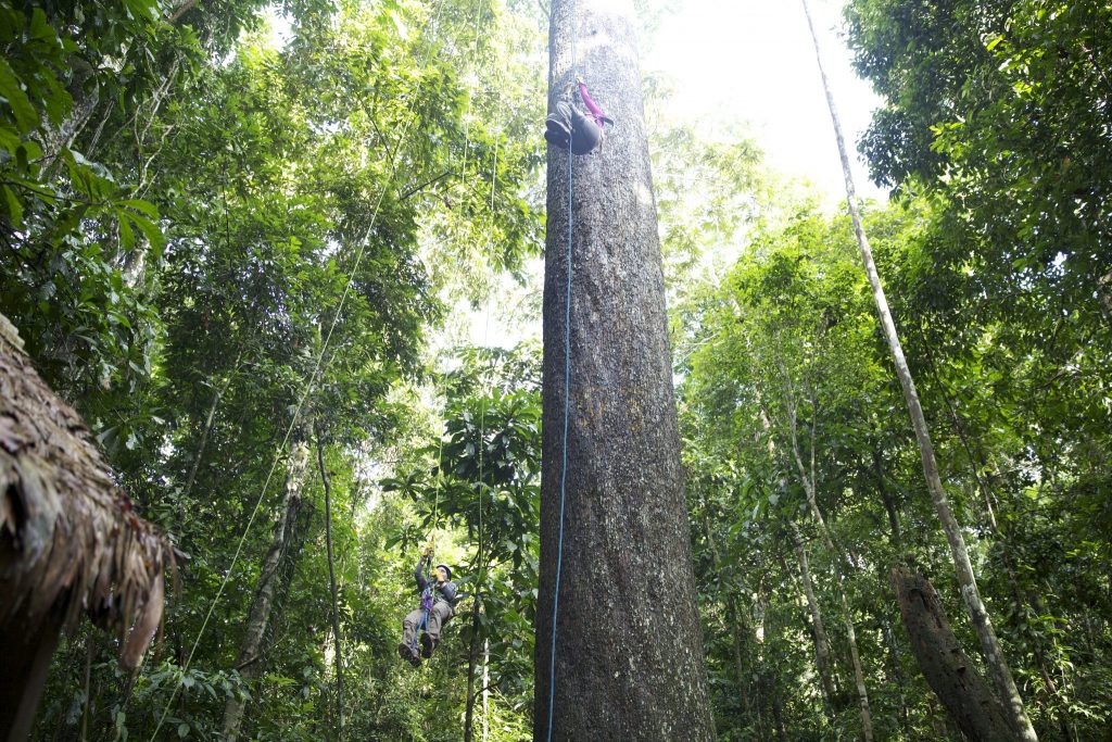 researchers climbing up ropes suspended from tall trees