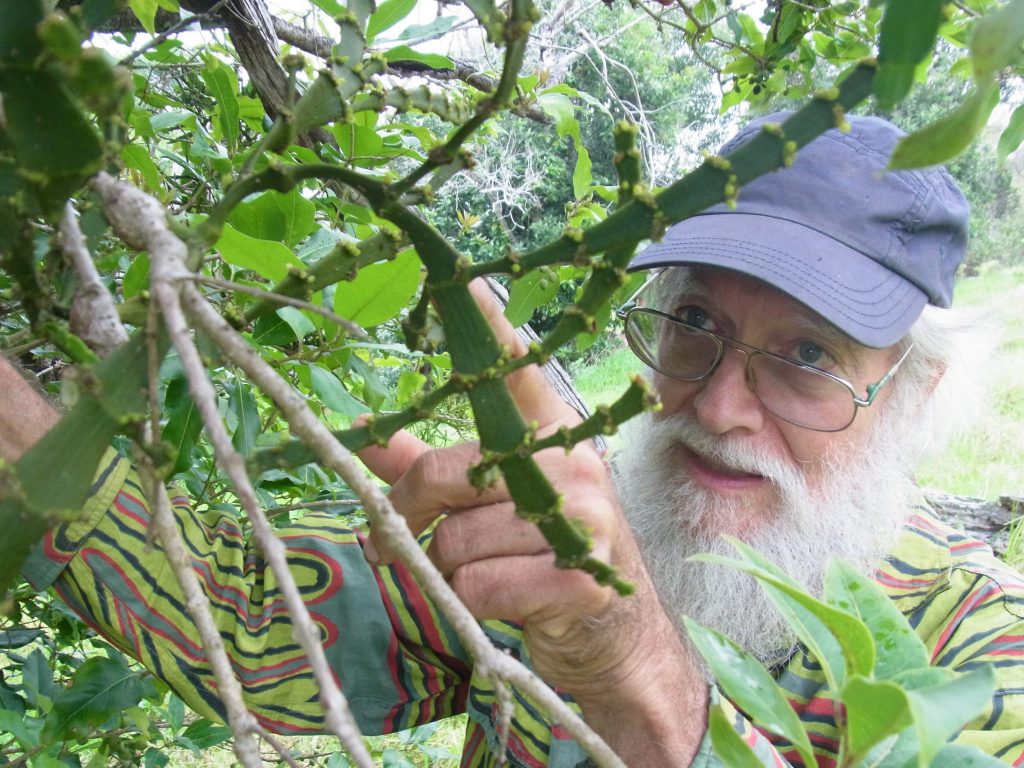 scientist examining a plant