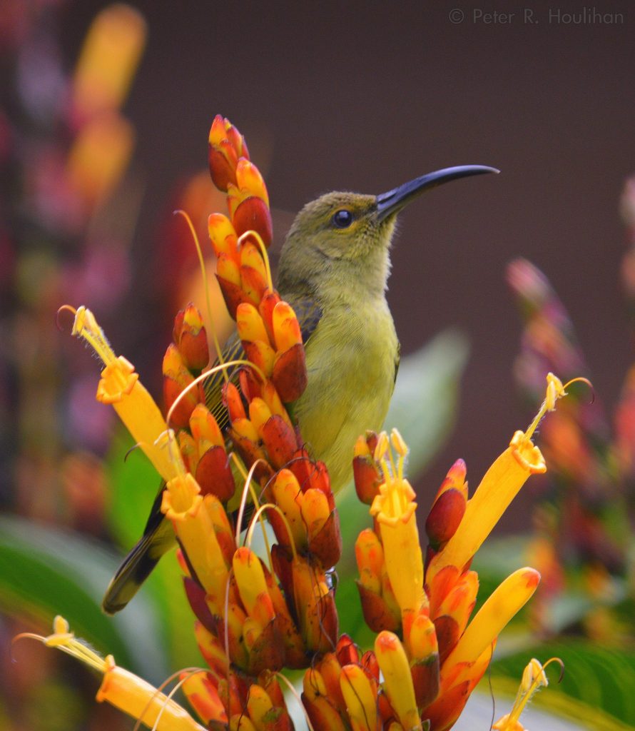 yellow bird with long black beak perched in orange and red tube shaped flowers