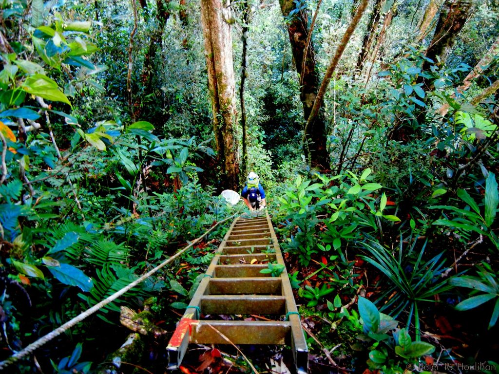 scientist climbing steep stairs in a Bornean jungle