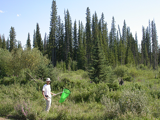 scientists hiking with bug nets in Alberta