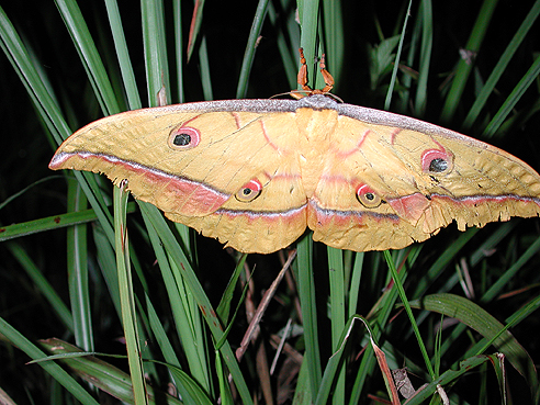 large yellow and red moth with wings outstretched