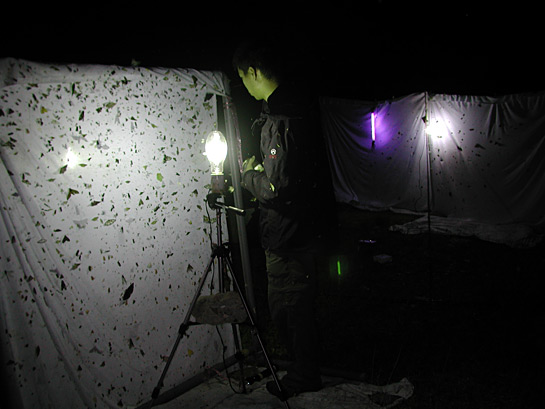 researcher examining moths on an illuminated sheet