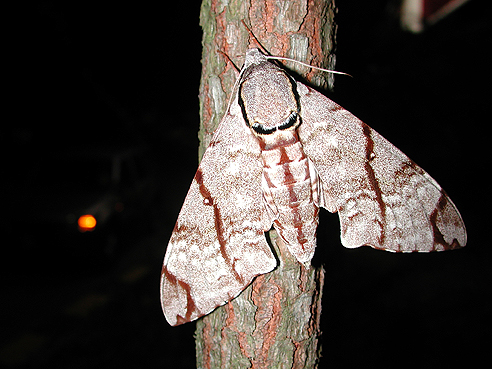 white and brown moth