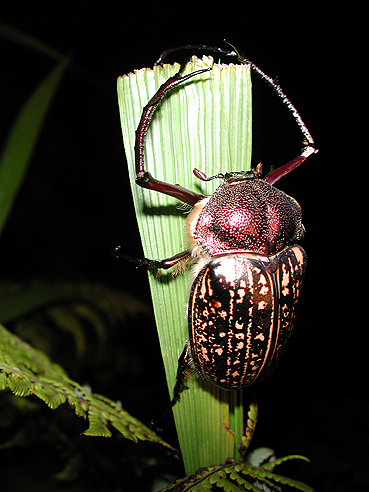 large beetle