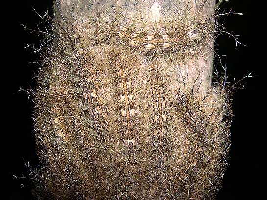 brown plant textured caterpillars