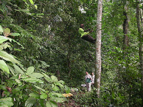 two scientists stand at the base of a tree while a man climbs up it