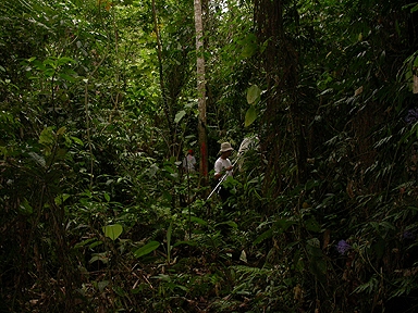 scientist hiking though Costa Rican Jungle