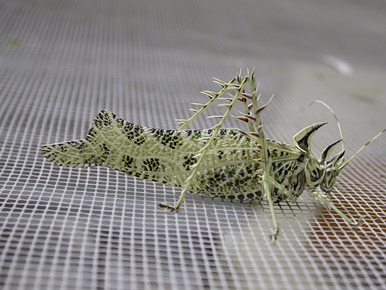 light green grasshopper with spiky legs