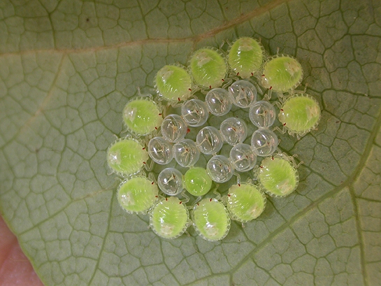 circular group of small green bugs