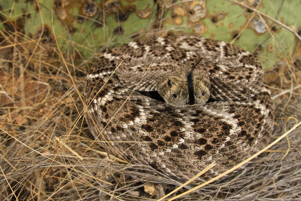 coiled rattlesnake