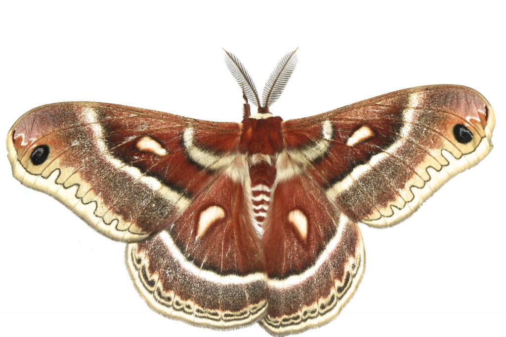 moth against white background