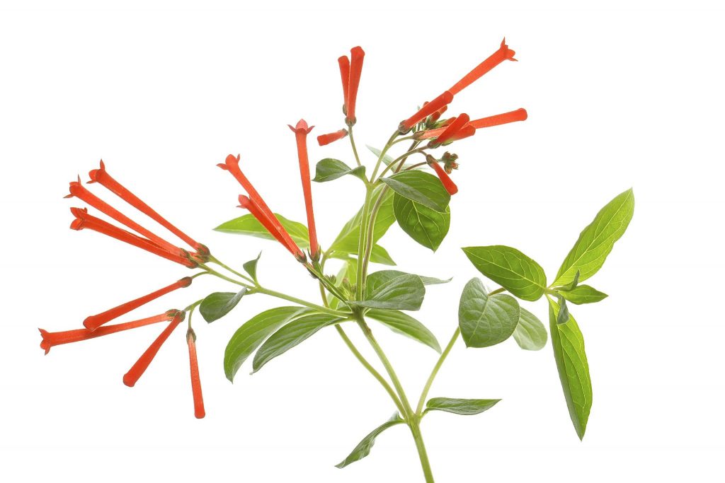 plant with long red tube shaped flowers against white background