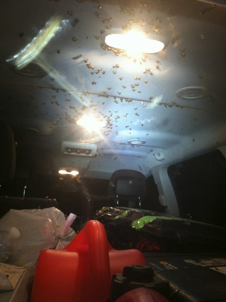 bugs gathering on the ceiling of a car