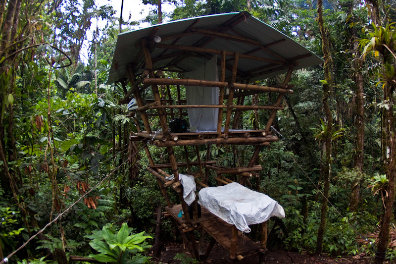 rainforest treehouse