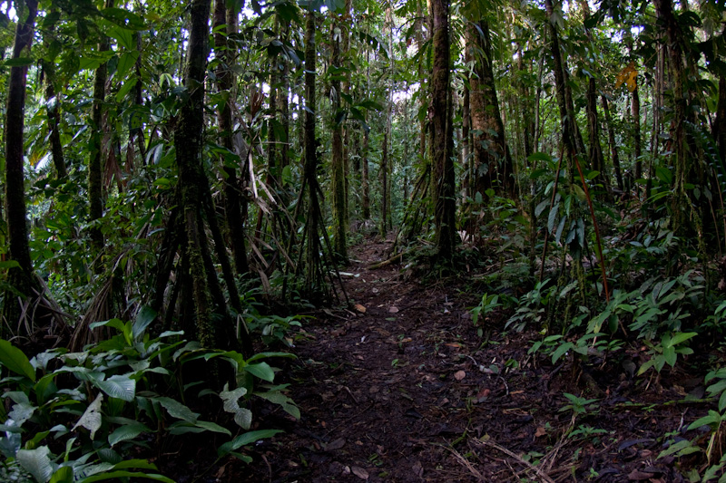rainforest floor