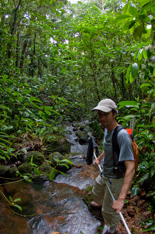 scientist walking through a creek in the rainforest