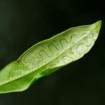 leaf miners