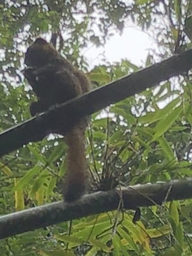 Madagascar_fieldwork