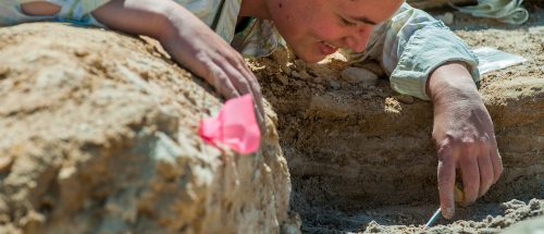 person digging at a fossil research site