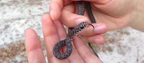 two hands cradling a slender blotchy grey brown snake