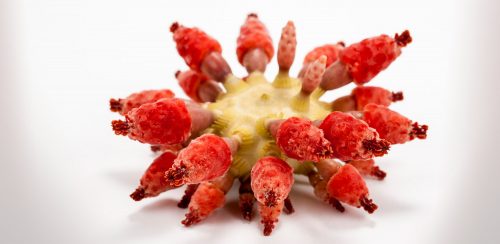 brightly colored urchin specimen from a museum collection