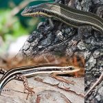 African Five-lined Skink