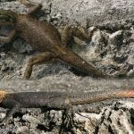 African Rainbow Lizard