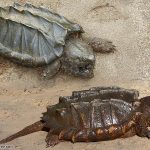 Alligator Snapping Turtle