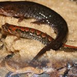 Apalachicola Dusky Salamander