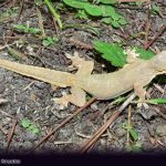 Asian Flat-tailed House Gecko