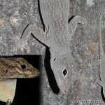 Bark Anole