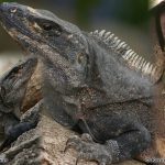 Black Spinytail Iguana