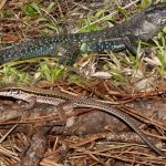 Borriguerro Ameiva