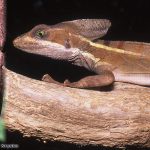 Brown Basilisk