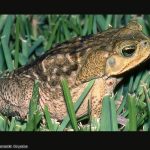 Cane Toad