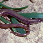 Cedar Key Mole Skink