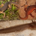 Central Newt