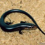 Coal Skink