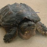 Common Snapping Turtle