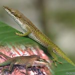 Cuban Green Anole