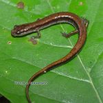 Dwarf Salamander