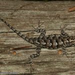 Eastern Fence Lizard