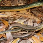 Eastern Glass Lizard