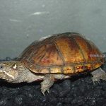 Eastern Musk Turtle