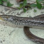 Eastern Slender Glass Lizard